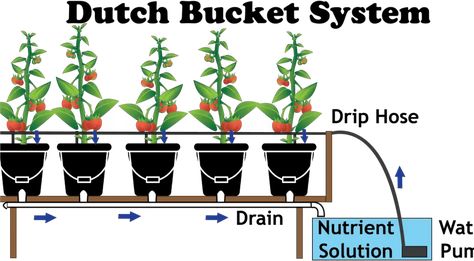 Dutch Bucket System: What Is It and How To Get Started - The Hydroponics Planet Hydroponic Gardening Diy, Hydroponic Gardening System, Home Hydroponics, Hydroponic Vegetables, Hydroponics Gardening, Hydroponic Grow Systems, Aquaponics Diy, Hydroponic Garden, Hydroponic Farming