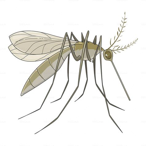 Anopheles mosquito insect vector Mosquito Painting, Mosquito Illustration, Anopheles Mosquito, Mosquito Drawing, Art Insects, Natural Mosquito Repellant, Concept Map, Hybrid Design, Mosquito Repellent