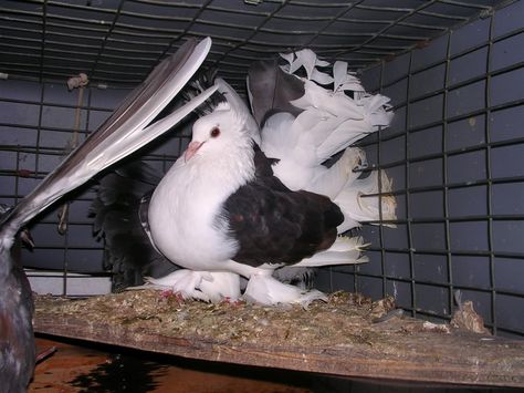 Fantails For Sale In Texas - Pigeon-Talk Fantail Pigeon, Pigeons For Sale, Dove Pigeon, Brother And Sister, Free Range, The Two, Pigeon, Paloma, Minnesota