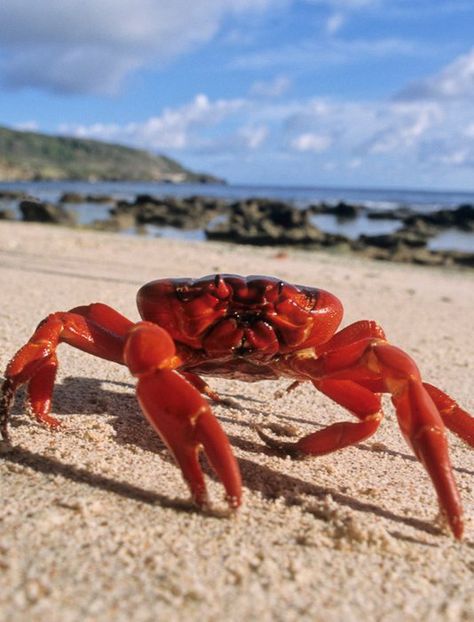 Crab Mentality, Gopro Photos, Red Crab, Christmas Island, Hermit Crab, Crustaceans, Beautiful Ocean, Sealife, Ocean Life