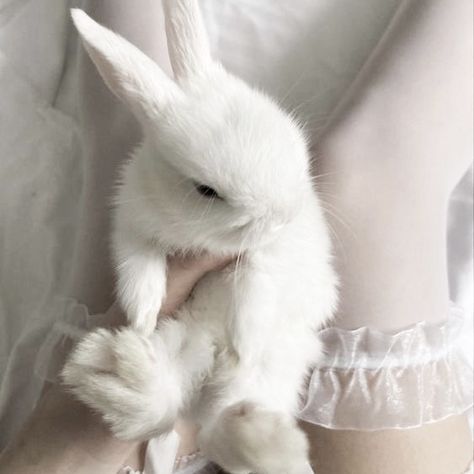 White + Core + Aesthetic, The Other Woman, Angel Aesthetic, Aesthetic Coquette, Red Aesthetic, White Wallpaper, White Aesthetic, Other Woman, Cute Bunny