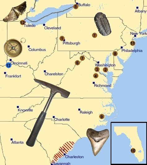 fossil locations activities https://www.pinterest.com/themodernhippie/rocks-fossils/ Fossil Collection, Gem Hunt, Rock Identification, Sharks Teeth, Rock Collecting, Rock Tumbling, Fossil Hunting, Gold Prospecting, Fossil Bones