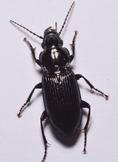 Big Black Ground Beetle (Pterostichus melanarius) Ground Beetle, Black Beetle, Beetle Tattoo, The Mars Volta, Black Ground, Concept Album, Sweet Art, Creepy Crawlies, Insect Art