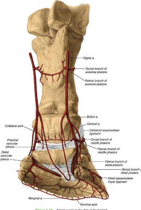 Figure 1.13 from Functional Anatomy of the Equine Musculoskeletal System | Semantic Scholar Horse Anatomy Study, Vet Anatomy, Functional Anatomy, Veterinary Anatomy, Equine Anatomy, Veterinary Tech, Equine Massage, Vet Life, Equine Veterinary