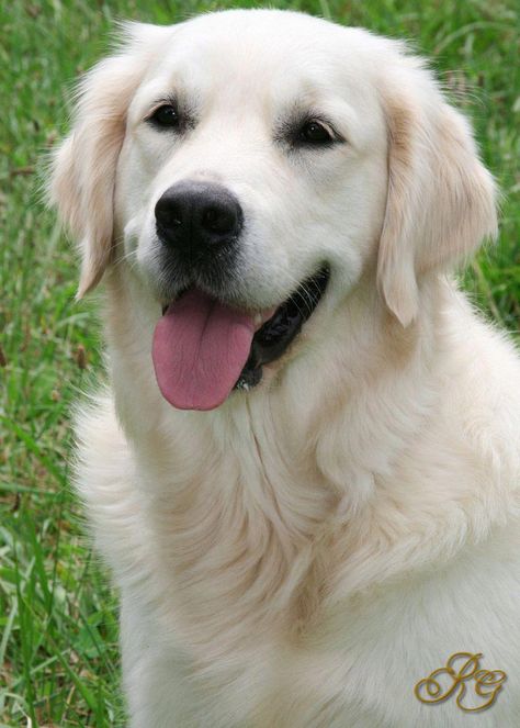 Explore our internet site for even more relevant information on "golden retriever pups". It is an exceptional location for more information. White Retriever, English Golden Retrievers, Chien Golden Retriever, Puppy Obedience Training, Akc Breeds, Golden Retriever Funny, Positive Dog Training, Dog Training Techniques, Labrador Retriever Puppies