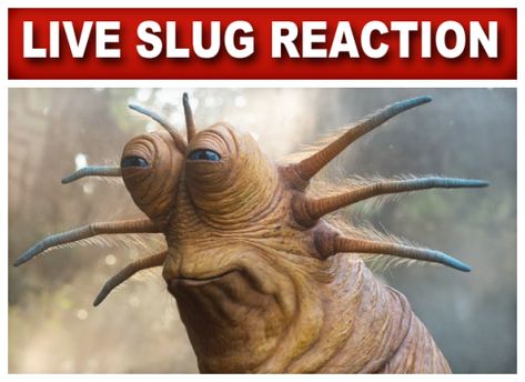 (99+) Expect the unexpected on Tumblr Live Slug Reaction, Reaction Template, Teachable Moments, Tucker Carlson, Slug, Meme Template, Viral Post, Pet Names, Reaction Pictures