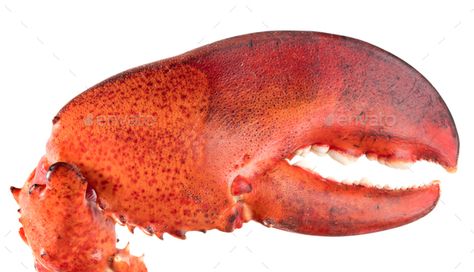 lobster's claw by Alex_star on PhotoDune. Red lobster¡¯s claw isolated on white background Lobster Claw, Crab Claws, Lobster Claws, Red Lobster, Fish Sculpture, Fish Painting, Fresh Food, Crab, White Background