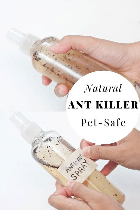 Made this natural ant killer that is safe for indoor use and safe for your pets! DIY natural ant killer is easily made from ingredients you probably already have at home. You'll just need a spray bottle and you're all ready to make your homemade ant killer.   Did you know here are over 22,000 species of ants? These ant species include banded sugar ants, yellow crazy ants, and European fire ants to name a few. While, like most insects, ants can be beneficial, they can be quite destructive in ... Ants Repellent Diy, Natural Ant Killer, Diy Ant Killer, Ant Killer Spray, Ant Killer Recipe, Homemade Ant Killer, Repellent Diy, Ant Spray, Ant Repellent