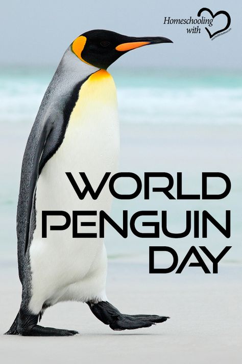 April 25 is World Penguin Day! This can be a wonderful topic for a unit study for a day, or even for a week. Here are some ideas for World Penguin Day, if you want to make it special. #homeschooling World Penguin Day, Different Types Of Penguins, Types Of Penguins, Penguin Awareness Day, Macaroni Penguin, Penguin Day, Penguin Parade, Penguin Pictures, African Penguin