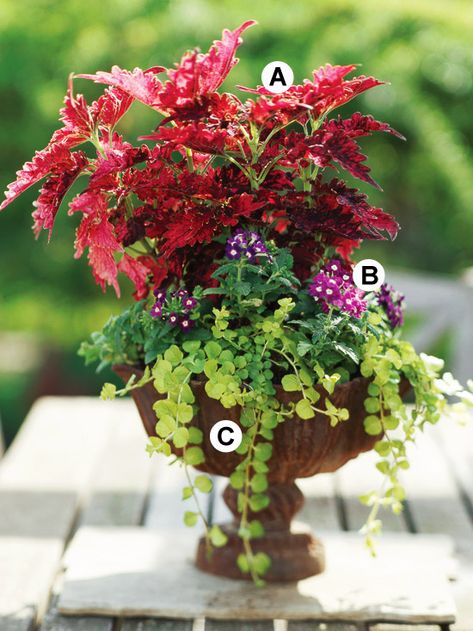 Create a Centerpiece Salad Container Garden, Licorice Plant, Scented Geranium, Potato Vines, Creeping Jenny, Gardening 101, Succulents In Containers, Garden Containers, Container Gardens