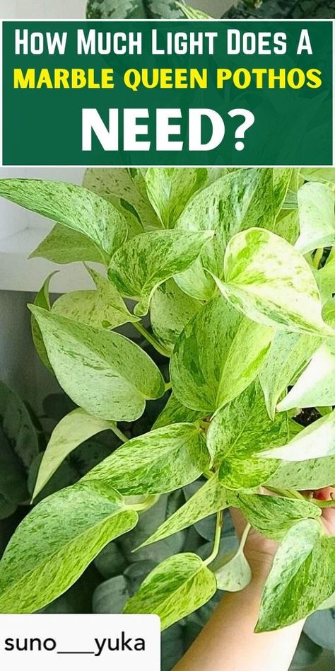 """Discover the ideal lighting conditions for Marble Queen Pothos with this helpful guide. Learn how to care for your indoor houseplant and ensure it thrives in the right amount of light. Find tips and tricks for keeping your Marble Queen Pothos healthy and vibrant.""" Philodendron Moonlight, Marble Queen, Marble Queen Pothos, Indoor Jungle, Low Maintenance Plants, Green Plants, Hanging Plants, Plant Decor, Indoor Decor