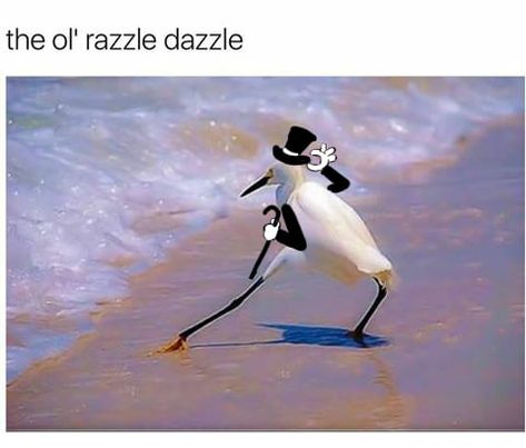 The ol' razzle dazzle (meme) Go To The Beach, Razzle Dazzle, Fresh Memes, Funny Animal Jokes, Silly Animals, Funny Animal Memes, Animal Jokes, Internet Funny, Really Funny Pictures