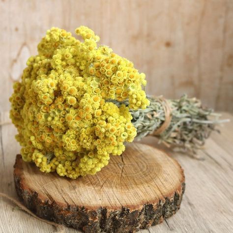 Herb Journal, Harry Potter Visuals, Dried Wildflowers, Helichrysum Italicum, Pics Vintage, Rose Gardens, Rustic Bouquet, Flowers Yellow, Flowers Dried