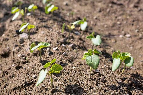 Okra Growing, Grow Okra, Starting Seeds Inside, Growing Okra, Okra Plant, Okra Seeds, Growing Zucchini, Garden Tricks, Growing Peas