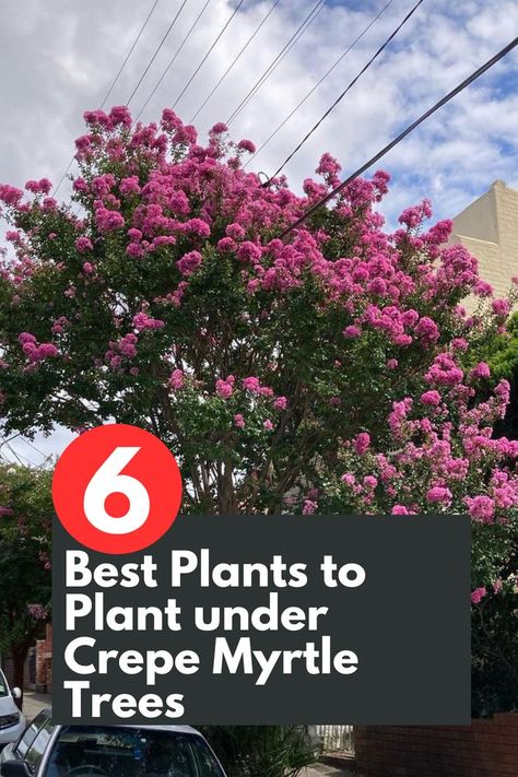 nhance the beauty of your crepe myrtle trees with these 6 stunning companion plants! Discover the perfect underplanting options that thrive in the shade provided by crepe myrtles. From vibrant ferns to colorful impatiens, these plants will create a captivating and harmonious garden bed. Transform the space under your crepe myrtle trees into a lush oasis with these carefully curated selections.  IG Photo by: timsgardencentre What To Plant Under Crepe Myrtle, Crepe Myrtle Landscaping, Crepe Myrtle Bush, Myrtle Flower, Crepe Myrtles, Crepe Myrtle Trees, Colorful Shrubs, Front Flower Beds, Myrtle Tree