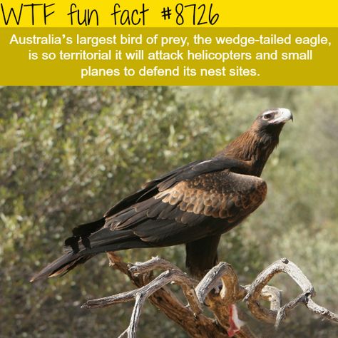 The wedge-tailed eagle - WTF fun facts Eagle Facts, Wedge Tailed Eagle, Plant Kingdom, Fun Facts About Animals, Animal Study, Alkaline Diet, Animal Facts, Science Facts, Amazing Animals