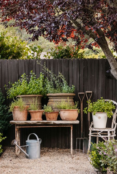 Pot Vegetable Garden, Herb Garden In Pots, Herbs In Pots, Grow Food, Landscape Designer, Side Garden, Garden Pests, Growing Food, Edible Garden