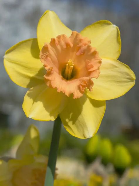 Daffodil Color Run -- Bluestone Perennials Daphodil Flower, Daffodil Aesthetic, Single Daffodil, Fancy Daffodils, Daffodil Color, Yellow Daffodils Wallpaper, Daffodils White, Daffodils Planting, Yellow Petals