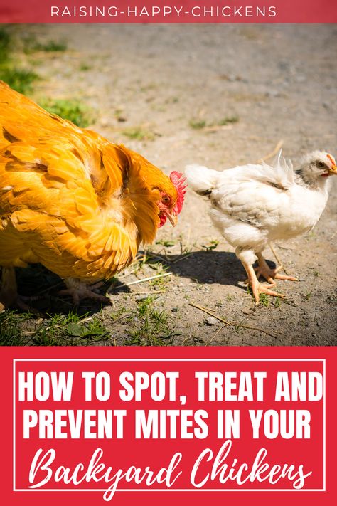 Mites On Chickens, Chicken Mites, Raising Meat Chickens, Chicken Flock, Backyard Chicken Coop Plans, Backyard Chicken Farming, Silkie Chickens, Chicken Health, Raising Backyard Chickens