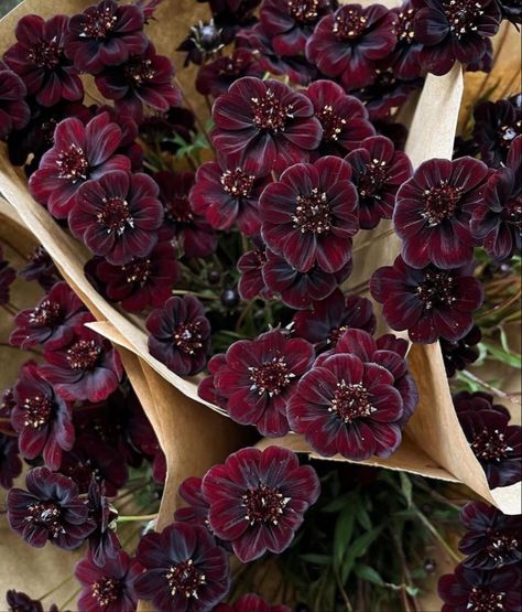 Color Story 💜🤎 Chocolate Cosmos, Courtesy of @farmerbaileyplugs @faeflowerfarm #slowroads Chocolate Cosmos Flower, Rigor Mortis, Chocolate Cosmos, Chocolate Flowers, Floral Trends, Floral Interior, Love Garden, Green Garden, Flower Beauty