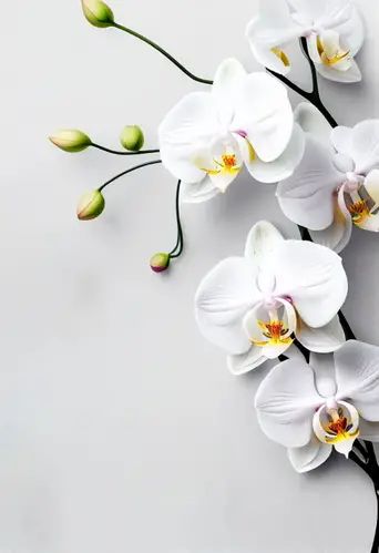 Free White Orchid Flower Card Background Image Flower, Orchid Drawing, Instagram Emoji, Card Background, Flower Card, Flower Background, White Orchids, White Bouquet, Flower Border