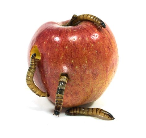 Rotten Apple Aesthetic, Bitten Apple Drawing, Worm Photography, Rotting Apple, Worms Aesthetic, Worm In Apple, Worm Aesthetic, Apple With Worm, Bitten Apple