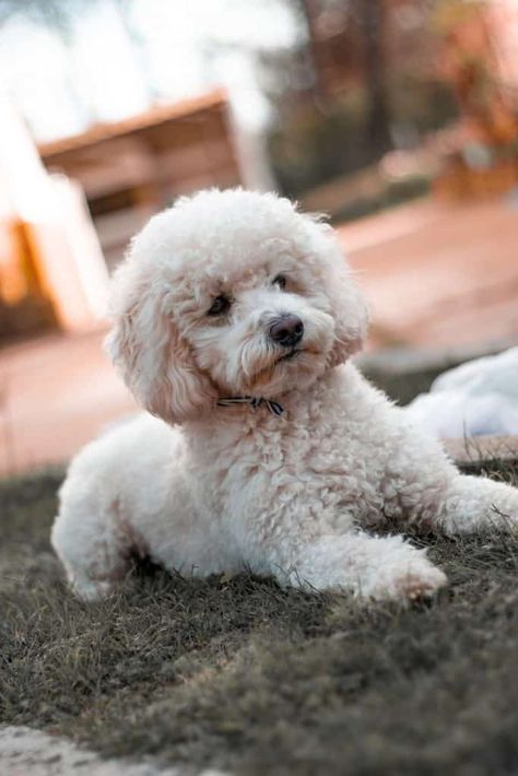 Miniature Poodle Haircuts, Poodle Puppy Cut, Poodle Puppy White, Poochon Dog, Toy Poodle Haircut, Bichon Poodle Mix, Poodle White, Mini Poodle Puppy, White Toy Poodle