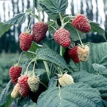 Thornless Raspberries Zone 5 Plants, Raspberry Plant, Raspberry Trellis, Growing Raspberries, Raspberry Plants, Berry Garden, Pollinator Plants, Berry Plants, Hummingbird Flowers