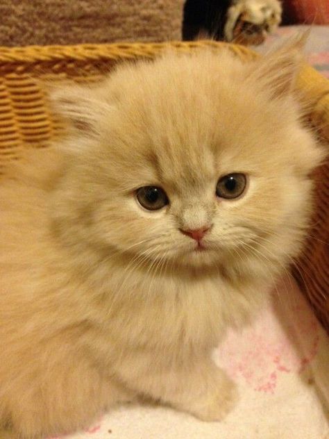 Doll Faced Persian Cat, Cream Persian Cat, Persian Doll Face Cat, Doll Face Persian Kittens, Doll Face Persian Cat, Persian Cat Doll Face, Persian Kitty, Cute Cat Costumes, Pets Wallpaper