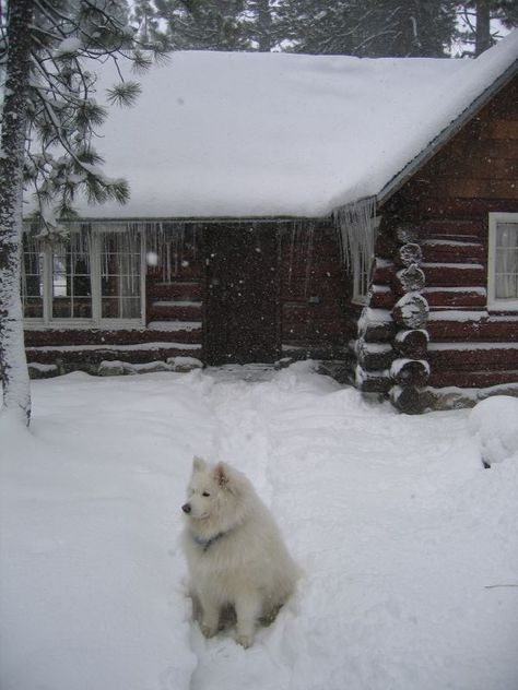 Snow Cabin, Snow Dog, Log Cabin Living, Little Cabin In The Woods, Dog Waiting, Rome Antique, Winter Cabin, Cabin Living, Little Cabin