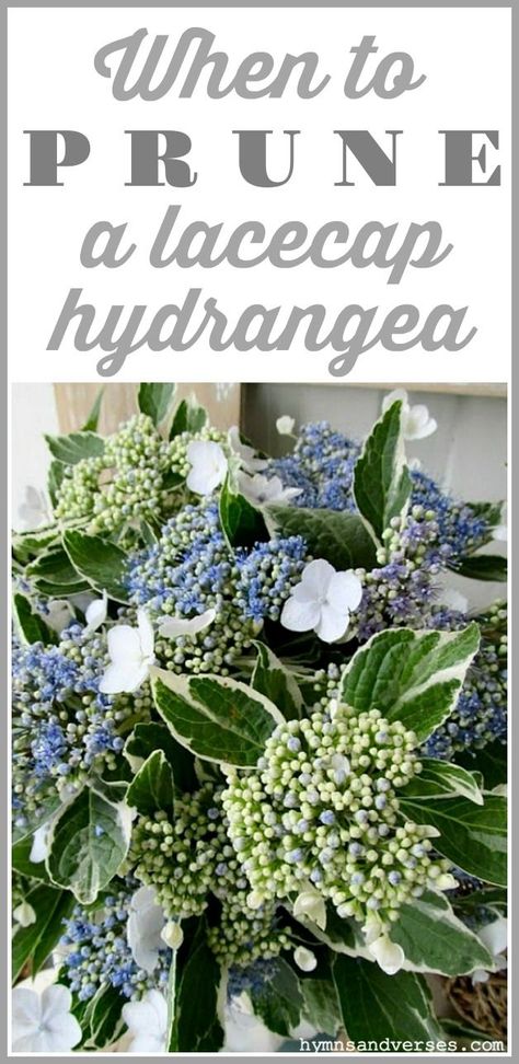 When you know the proper time to prune a lacecap hydrangea, your plant will reward you with beautiful blooms each summer!  #hymnsandverses #hydrangea #hydrangeas #prunehydrangea #prunehydrangeas #lacecaphydrangea #lacecaphydrangeas #bluehydrangea #prune #gardening #summergarden #cottagegarden Diy Flower Garden, Hydrangea Pruning, Lace Hydrangea, Lacecap Hydrangea, When To Prune Hydrangeas, Hydrangea Vine, Budget Flowers, Pruning Hydrangeas, Lace Cap Hydrangea