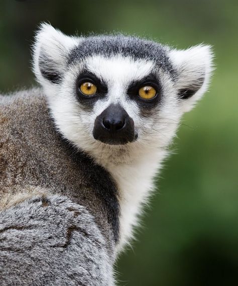 Ring Tailed Lemur, Paws And Claws, Prague Czech Republic, Prague Czech, Primates, Animals Of The World, Cute Creatures, Sweet Animals, Animal Planet