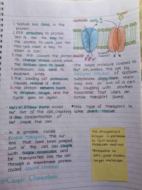 Cellular Transport Notes, Avid Notes, Active Transport, Bio Notes, Biochemistry Notes, Nursing School Essential, Plasma Membrane, Study Biology, School Study Ideas