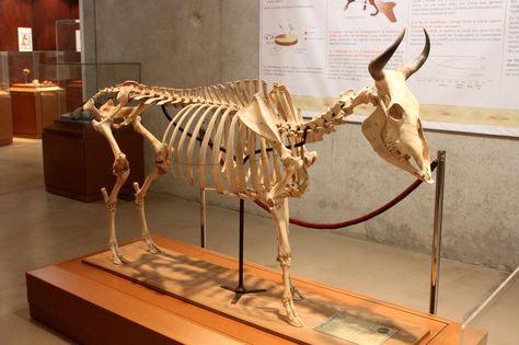 Cow Bone Art, Cow Skeleton, Son Of Zeus, Animal Anatomy, Cow Bones, Bone Art, Anatomy For Artists, Animal Sculpture, Animal Projects