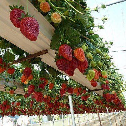 Strawberries planted in old rain gutters!  Organic farming research foundation website!  How cool and easy to pic is this! Strawberries Growing, Granite House, Garden Lifestyle, Grow Strawberries, Gutter Garden, نباتات منزلية, Backyard Designs, Strawberry Garden, Growing Strawberries