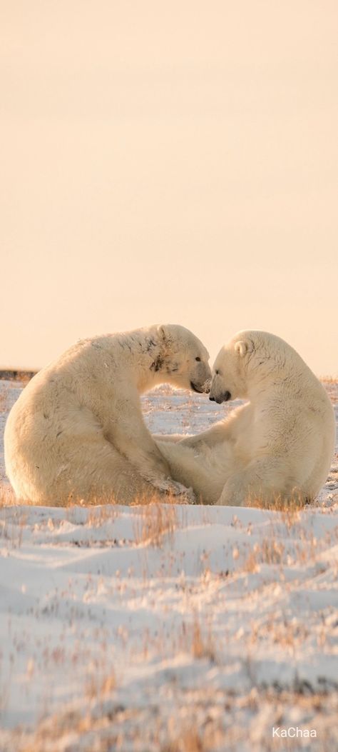 Polar Bear Astethic, Polar Bears Wallpaper, Polar Bear Aesthetic, Bears Aesthetic, Bears In Love, Polar Bear Wallpaper, Bear Aesthetic, Two Bears, Bear Love