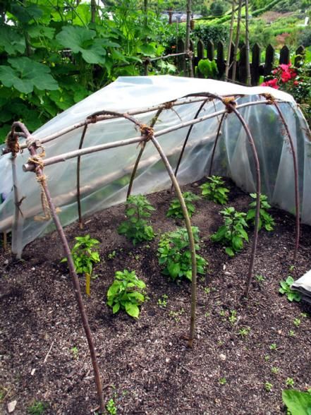 Hgtv Garden, Big Chill, Modern Garden Design, Veggie Garden, Autumn Garden, Lawn And Garden, Growing Vegetables, Winter Garden, Modern Garden