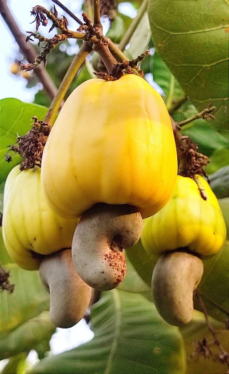 Kaniyininimai@gmail.com Cashew Fruit, Abstract Art Images, Beautiful Fruits, Unusual Plants, Exotic Fruit, Art Practice, Fruit And Veg, Happy Colors, Fruits And Veggies