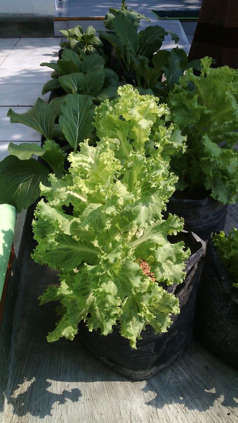 Selada sangat segar di polybag menggunakan pupuk #abmix Lettuce