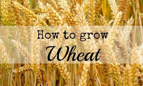 How to grow wheat How To Grow Wheat, Spring Planting Guide, Grow Wheat, Growing Wheat, Low Maintenance Garden Design, Raising Backyard Chickens, Homestead Gardens, Organic Vegetable Garden, Urban Homesteading