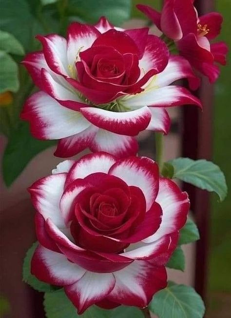 Rose Flower Photos, Love Rose Flower, Very Beautiful Flowers, Rose Flower Pictures, Beautiful Flowers Images, Rose Flower Wallpaper, Beautiful Flowers Photography, Beautiful Flowers Photos, Colorful Roses