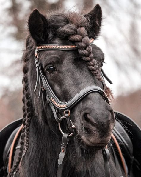 Mini Shetland Pony, Shetland Ponies, Horse Photography Poses, Mini Horses, Pony Breeds, Cute Horse Pictures, Shetland Pony, Cute Ponies, Horse Videos