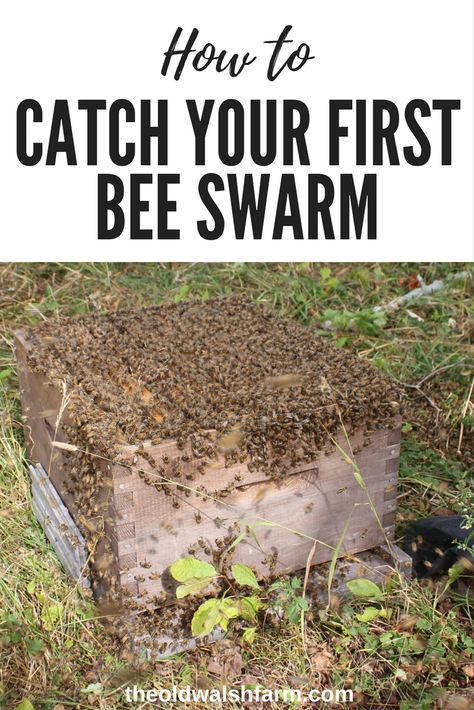 Natural Bee Keeping, Bee Keeping For Beginners, Diy Bee Hive, Water For Bees, Honey Bee Farming, Bee Catcher, Bee Bath, Backyard Beehive, Honey Bees Keeping