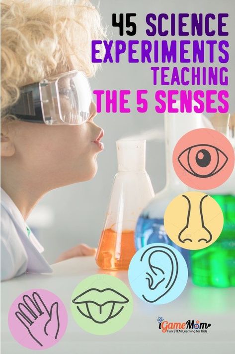 Learn the 5 senses with science experiments, 5-10 experiments for each sense: taste, smell, touch, see, hearing. Easy STEM activities for kids from from preschool to elementary to middle school Senses Science Activities Preschool, 5 Senses Stem Activities, 5 Senses Lessons For Preschool, 5 Senses Experiments For Kids, Five Senses Experiments For Kids, Senses Activities For Kindergarten, 5 Senses Experiment, 5 Senses Activities For Elementary, 5 Senses Activities For Kids