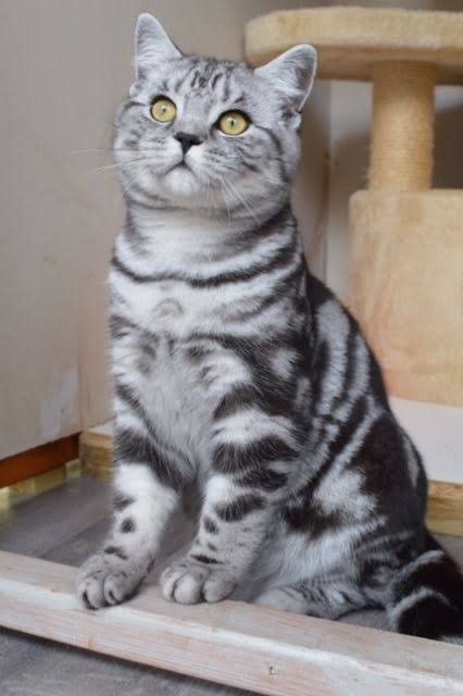 Silver British Shorthair, British Shorthair Cats Grey, British Shorthair Tabby, Tabby British Shorthair, British Shorthair Silver Tabby, Tabby Cat Pictures, Silver Tabby Cat, American Shorthair Cat, Tabby Cats