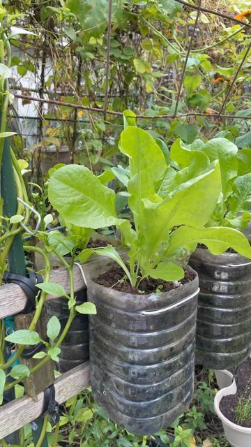 JudyBaoGarden on Instagram: "How to grow lettuce from seeds! 🥬 #gardening #homegrown #buttercrunch #lettuce" How To Grow Lettuce, Buttercrunch Lettuce, Gardens Vegetable, Vegetable Dinner, Lettuce Vegetable, Grow Lettuce, Vegetable Salads, Pasta Vegetables, Vegetable Salad Recipes