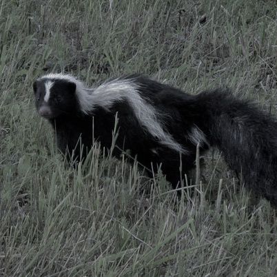 Skunk Fursona, Skunk Aesthetic, Skunk Cute, Cute Skunk, Pretty Braided Hairstyles, Silly Animals, Nature Animals, Beautiful Creatures, Picture Book