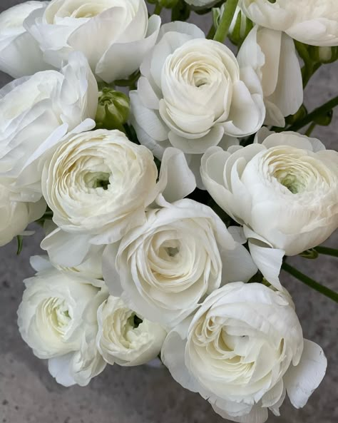 Add Soft Texture and Lasting Impressions to Arrangements With the Ranunculus Clooney White - Article on Thursd Ranunculus Wedding, Classic Wedding Bouquet, Mums Wedding, Ranunculus Bouquet, Blue White Weddings, Flower Identification, White Ranunculus, March Wedding, Ranunculus Flowers