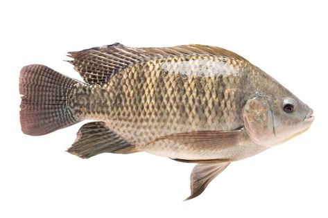 Tilapia in isolated. tilapia nilotica. f... | Premium Photo #Freepik #photo #raw-fish #raw-food #fish-meat #nutrition-food Agriculture Pictures, Sculpture Art Clay, Types Of Fish, Art Clay, Dog Snacks, Phone Wallpaper Images, Fishing Equipment, Freshwater Fish, Premium Photo