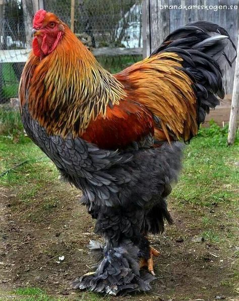 One fancy rooster Brahma Rooster, Chicken Pets, Tattoos Pets, Cute Anime Profile, Pet Tattoo Ideas, Chicken Aesthetic, Pet Drawings, Brahma Chicken, Chickens Farm